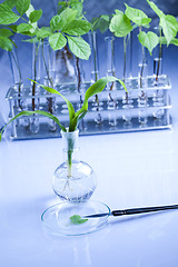 Image showing Plants and laboratory 