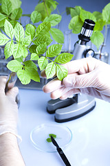 Image showing Floral science in  laboratory 