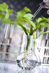 Image showing Plant laboratory