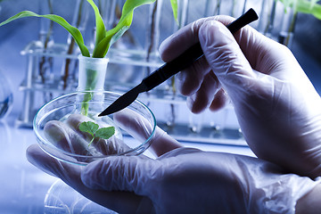 Image showing Floral science in  laboratory 