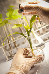 Image showing Floral science in  laboratory 