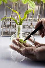 Image showing Ecology laboratory experiment in plants