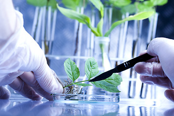 Image showing Ecology laboratory experiment in plants