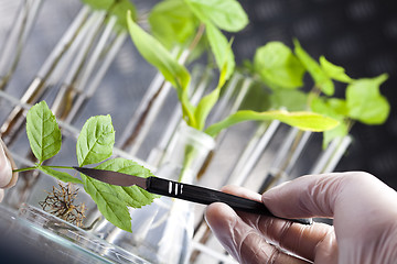 Image showing Ecology laboratory experiment in plants