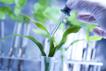 Image showing Ecology laboratory experiment in plants