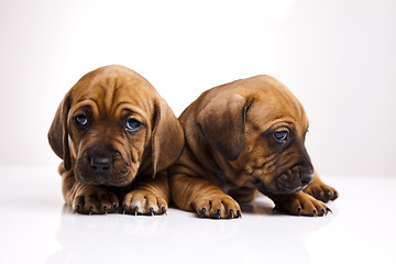 Image showing Puppies amstaff,dachshund