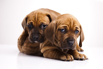 Image showing Puppies amstaff,dachshund