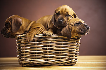 Image showing Puppies, wicker basket 