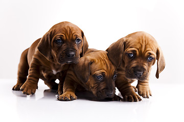 Image showing Puppies amstaff,dachshund