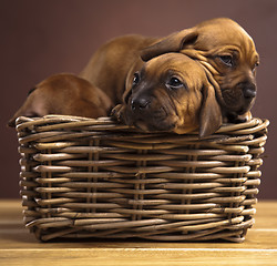 Image showing Puppies, wicker basket 