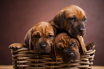 Image showing Puppies, wicker basket 