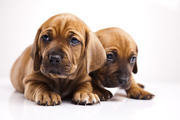 Image showing Puppies amstaff,dachshund