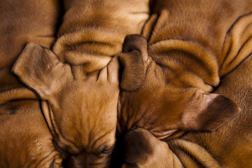 Image showing Sleepy Puppy