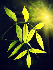 Image showing green foliage glowing in sunlight