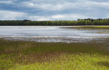 Image showing Swamp