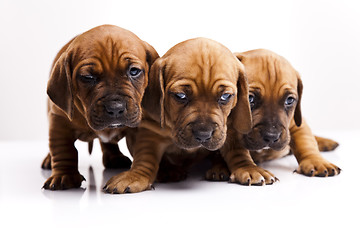 Image showing Puppies amstaff,dachshund