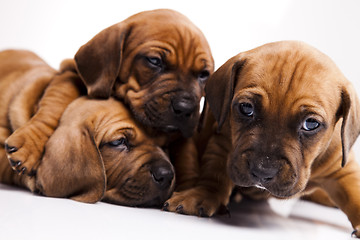 Image showing Puppies amstaff,dachshund