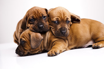 Image showing Puppies amstaff,dachshund