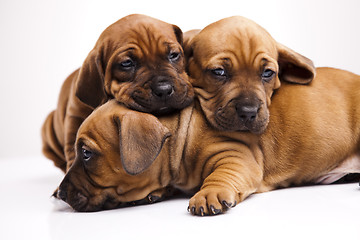 Image showing Baby dogs