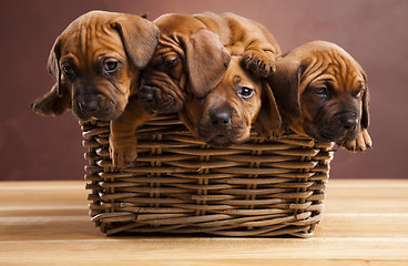 Image showing Puppies, wicker basket 