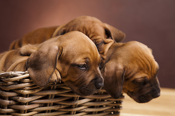 Image showing Puppies, wicker basket 