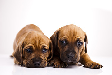 Image showing Baby dogs