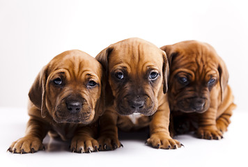 Image showing Puppies amstaff,dachshund