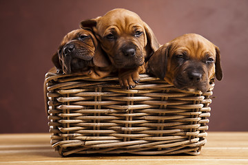 Image showing Puppies, wicker basket 