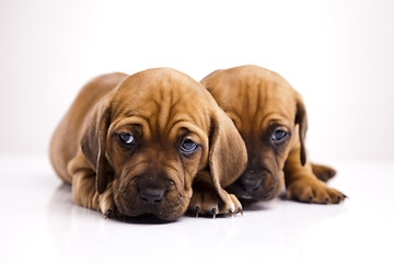 Image showing Puppies amstaff,dachshund