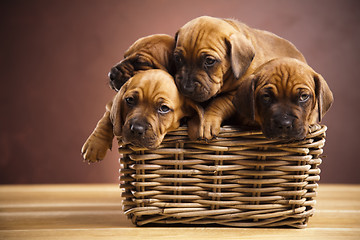 Image showing Puppies, wicker basket 