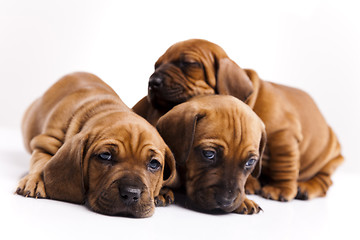 Image showing Puppies amstaff,dachshund