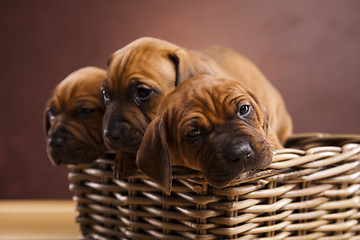 Image showing Puppies, wicker basket 