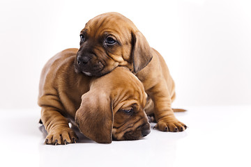 Image showing Puppies amstaff,dachshund