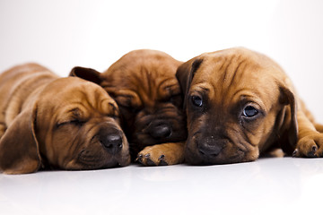 Image showing Sleepy Puppy