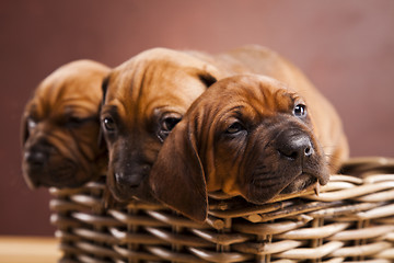 Image showing Puppies, wicker basket 