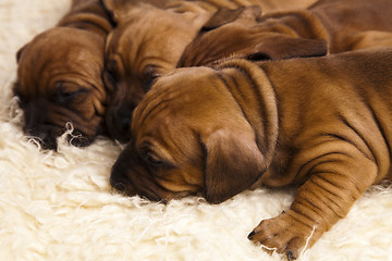 Image showing Sleepy Puppy