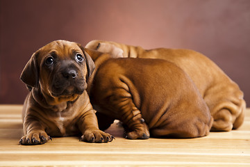 Image showing Puppies amstaff,dachshund