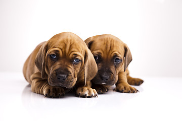 Image showing Puppies amstaff,dachshund