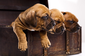 Image showing Baby dogs