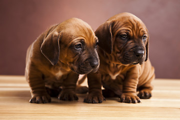 Image showing Baby dogs