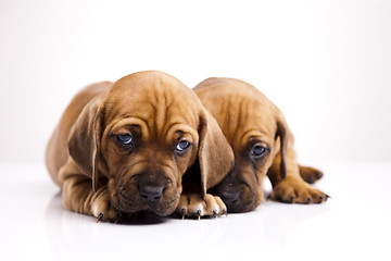 Image showing Baby dogs