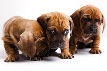 Image showing Baby dogs