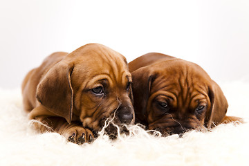 Image showing Baby dogs