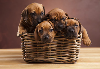 Image showing Puppies, wicker basket 