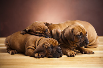 Image showing Sleepy Puppy