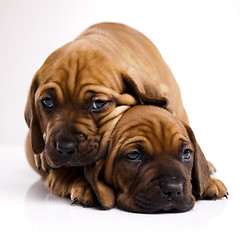 Image showing Baby dogs