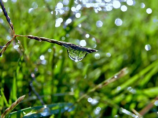 Image showing Raindrops