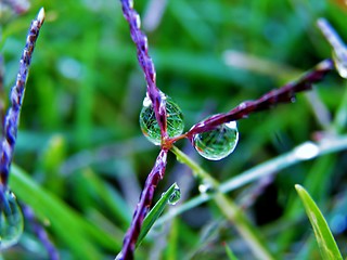 Image showing Raindrops