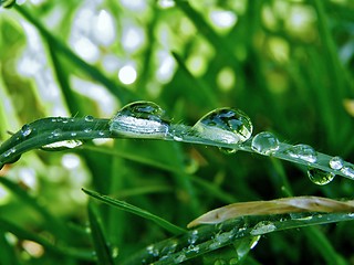 Image showing Raindrops