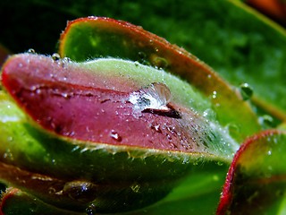 Image showing Raindrops